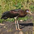 Cigogne d'Abdim