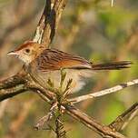 Cisticole grinçante