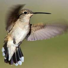 Colibri à gorge noire