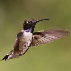 Colibri à gorge noire