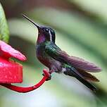 Colibri à gorge pourprée