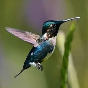 Colibri d'Héliodore