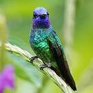 Colibri oenone