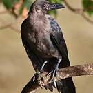 Corbeau familier