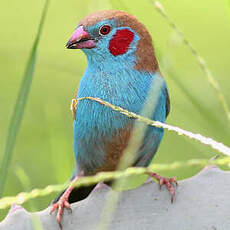 Cordonbleu à joues rouges