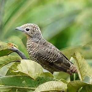 Cotinga à gorge mauve