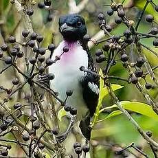 Cotinga à gorge mauve