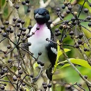 Cotinga à gorge mauve