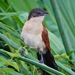 Coucal à nuque bleue