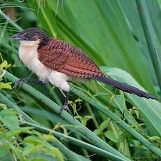 Coucal à nuque bleue