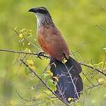 Coucal à sourcils blancs