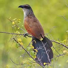 Coucal à sourcils blancs