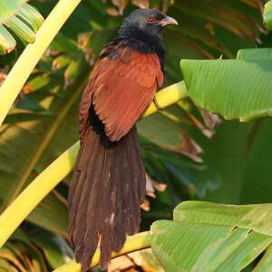 Coucal toulou