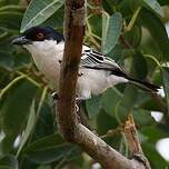 Cubla boule-de-neige