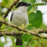 Cubla boule-de-neige