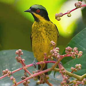 Dacnis à ventre jaune