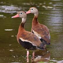 Dendrocygne à ventre noir