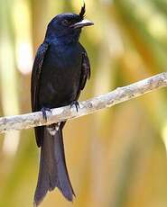 Drongo malgache