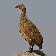 Francolin de Swainson