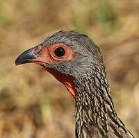 Francolin de Swainson