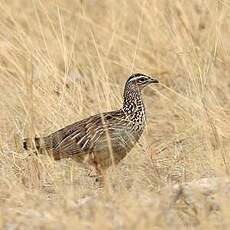 Francolin huppé