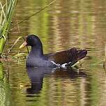 Gallinule africaine