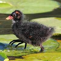 Gallinule poule-d'eau