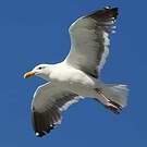Goéland d'Audubon
