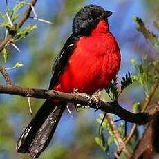 Gonolek rouge et noir