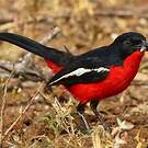 Gonolek rouge et noir