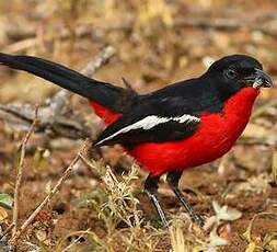 Gonolek rouge et noir