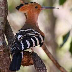 Huppe de Madagascar