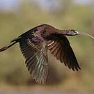 Ibis falcinelle