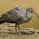 Ibis plombé