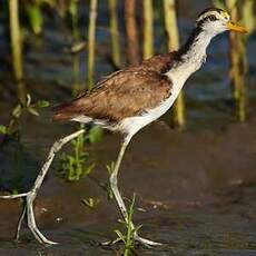 Jacana du Mexique