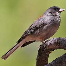 Junco ardoisé