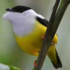 Manakin à col blanc