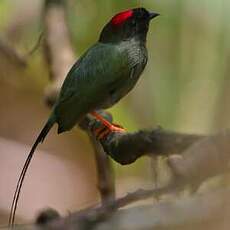 Manakin fastueux