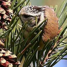 Mésange huppée