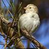 Moineau doré