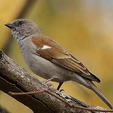 Moineau sud-africain