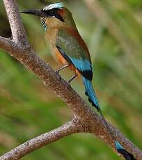 Motmot à sourcils bleus