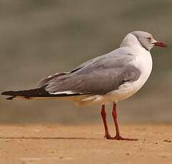 Mouette à tête grise