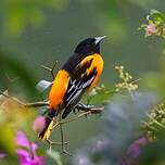 Oriole du Nord