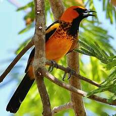 Oriole maculé