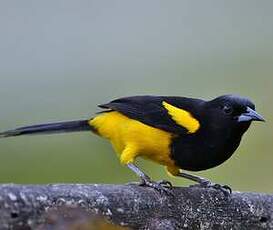 Oriole monacal