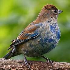 Passerin indigo