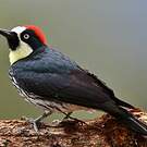 Pic glandivore