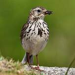 Pipit farlouse