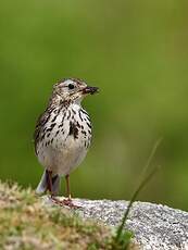 Pipit farlouse